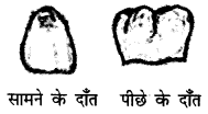 NCERT Solutions for 4th Class Environmental Science –(पर्यावरण अध्ययन): Chapter 16-चूँ -चूँ करती आई चिड़िया