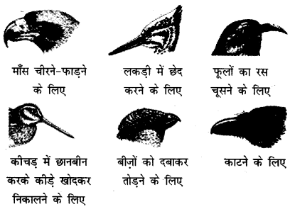 NCERT Solutions for 4th Class Environmental Science –(पर्यावरण अध्ययन): Chapter 16-चूँ -चूँ करती आई चिड़िया