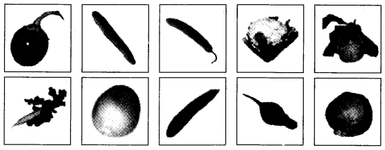 NCERT Solutions for 4th Class Environmental Science –(पर्यावरण अध्ययन): Chapter 19-जड़ों का जाल