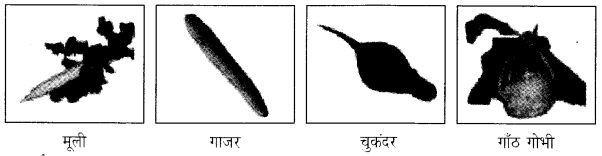 NCERT Solutions for 4th Class Environmental Science –(पर्यावरण अध्ययन): Chapter 19-जड़ों का जाल