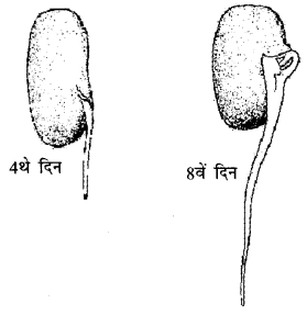 NCERT Solutions for 4th Class Environmental Science –(पर्यावरण अध्ययन): Chapter 19-जड़ों का जाल