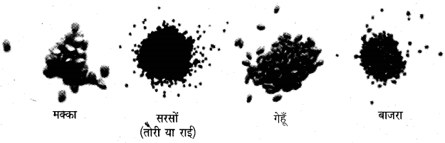 NCERT Solutions for 5th Class Environmental Science –(पर्यावरण अध्ययन): Chapter 19-किसानों की कहानी-बीज की जुबानी