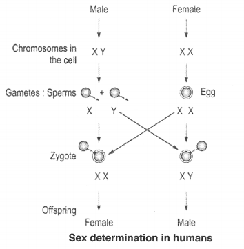 NCERT Solutions for Class 10 Science Chapter 9: Heredity and Evolution Page No. 147 Que. 4