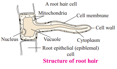Maharashtra Board Solutions Class 12 Biology: Chapter 6- Plant Water Relation 4.1