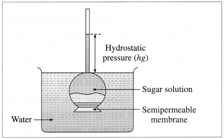 Maharashtra Board Solutions Class 12 Chemistry: Chapter 2- Solutions Question 2.i