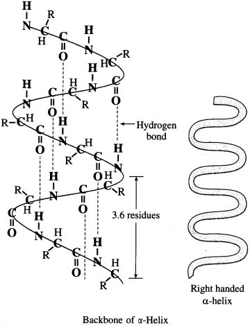 Maharashtra Board Solutions Class 12 Chemistry: Chapter 14- Biomolecules