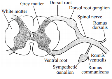 Maharashtra Board Solutions Class 12 Biology: Chapter 9- Control and Co-ordination Question 4