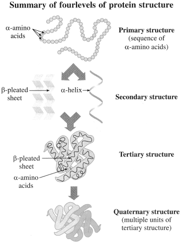 Maharashtra Board Solutions Class 12 Chemistry: Chapter 14- Biomolecules