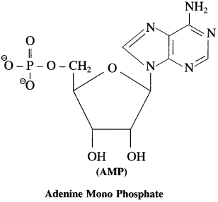 Maharashtra Board Solutions Class 12 Chemistry: Chapter 14- Biomolecules