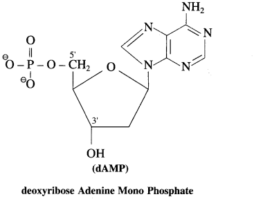 Maharashtra Board Solutions Class 12 Chemistry: Chapter 14- Biomolecules