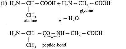 Maharashtra Board Solutions Class 12 Chemistry: Chapter 14- Biomolecules