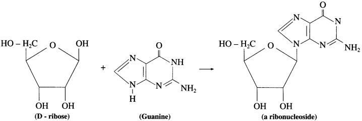 Maharashtra Board Solutions Class 12 Chemistry: Chapter 14- Biomolecules