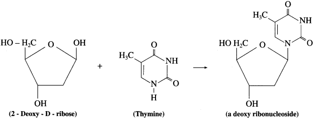 Maharashtra Board Solutions Class 12 Chemistry: Chapter 14- Biomolecules