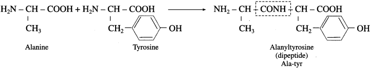 Maharashtra Board Solutions Class 12 Chemistry: Chapter 14- Biomolecules