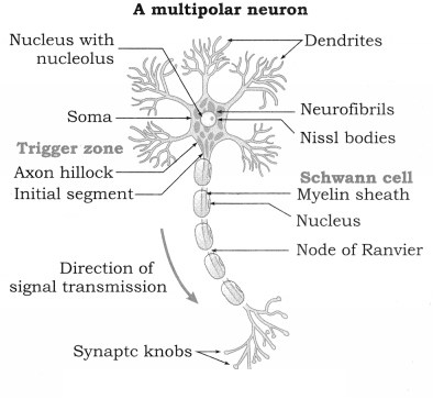 Maharashtra Board Solutions Class 12 Biology: Chapter 9- Control and Co-ordination Question d