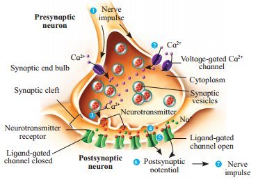 Maharashtra Board Solutions Class 12 Biology: Chapter 9- Control and Co-ordination Question 3