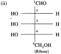 Maharashtra Board Solutions Class 12 Chemistry: Chapter 14- Biomolecules
