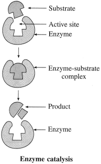 Maharashtra Board Solutions Class 12 Chemistry: Chapter 14- Biomolecules