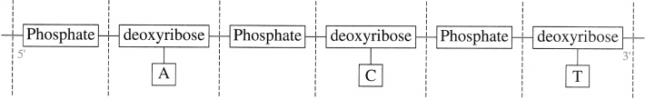 Maharashtra Board Solutions Class 12 Chemistry: Chapter 14- Biomolecules