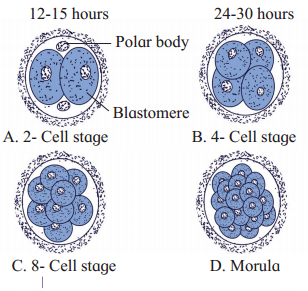 Maharashtra Board Solutions Class 12 Biology: Chapter 2- Reproduction in Lower and Higher Animals Question 4