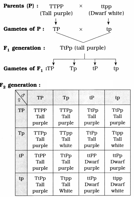 Maharashtra Board Solutions Class 12 Biology: Chapter 3- Inheritance and Variation Question 5.2