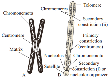Maharashtra Board Solutions Class 12 Biology: Chapter 3- Inheritance and Variation Question 5.6
