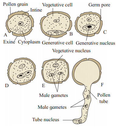Maharashtra Board Solutions Class 12 Biology: Chapter 1- Reproduction in Lower and Higher Plants Question 4.2