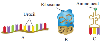 Maharashtra Board Solutions Class 12 Biology: Chapter 4- Molecular Basis of Inheritance 4.3
