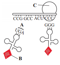 Maharashtra Board Solutions Class 12 Biology: Chapter 4- Molecular Basis of Inheritance 4.4