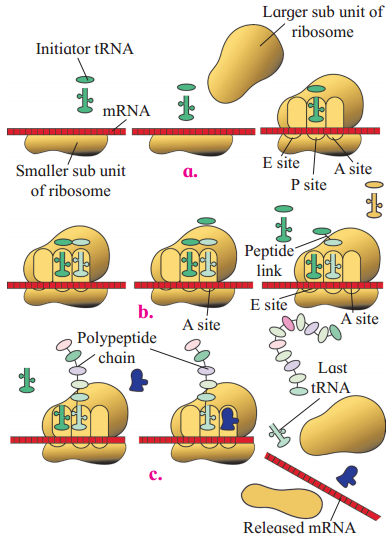 Maharashtra Board Solutions Class 12 Biology: Chapter 4- Molecular Basis of Inheritance 5.3