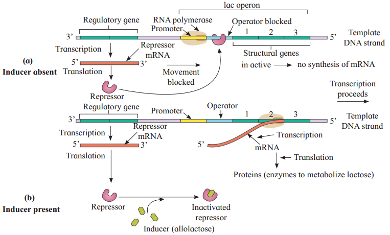 Maharashtra Board Solutions Class 12 Biology: Chapter 4- Molecular Basis of Inheritance 5.4