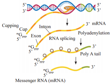 Maharashtra Board Solutions Class 12 Biology: Chapter 4- Molecular Basis of Inheritance 5.2