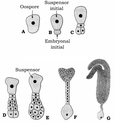 Maharashtra Board Solutions Class 12 Biology: Chapter 1- Reproduction in Lower and Higher Plants Question 4.3