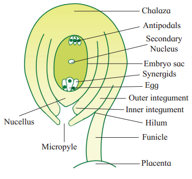 Maharashtra Board Solutions Class 12 Biology: Chapter 1- Reproduction in Lower and Higher Plants Question 4.4