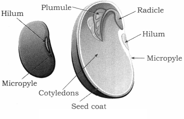 Maharashtra Board Solutions Class 12 Biology: Chapter 1- Reproduction in Lower and Higher Plants Question 6