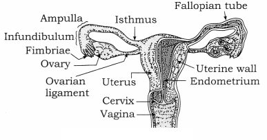Maharashtra Board Solutions Class 12 Biology: Chapter 2- Reproduction in Lower and Higher Animals Question 2