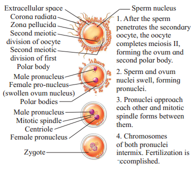 Maharashtra Board Solutions Class 12 Biology: Chapter 2- Reproduction in Lower and Higher Animals Question 3