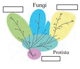 Maharashtra Board Solutions Class 11-Biology: Chapter 2- Systematics of Living Organisms