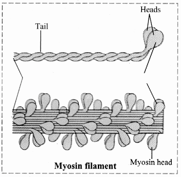 Maharashtra Board Solutions Class 11-Biology: Chapter 16- Skeleton and Movement