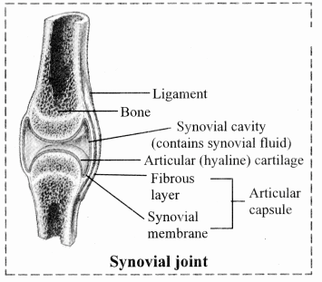 Maharashtra Board Solutions Class 11-Biology: Chapter 16- Skeleton and Movement