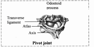 Maharashtra Board Solutions Class 11-Biology: Chapter 16- Skeleton and Movement