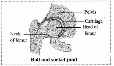 Maharashtra Board Solutions Class 11-Biology: Chapter 16- Skeleton and Movement