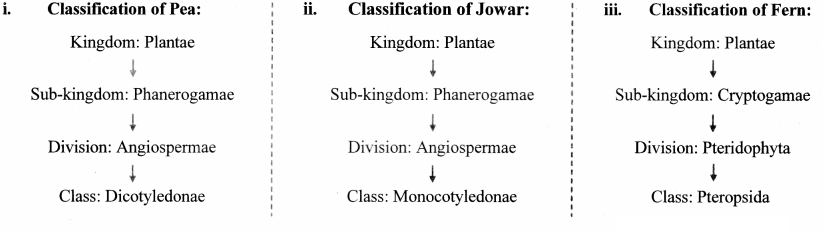 Maharashtra Board Solutions Class 11-Biology: Chapter 3- Kingdom Plantae Question 2