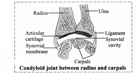 Maharashtra Board Solutions Class 11-Biology: Chapter 16- Skeleton and Movement