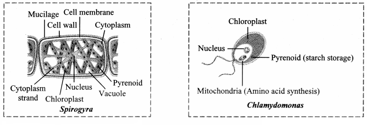 Maharashtra Board Solutions Class 11-Biology: Chapter 3- Kingdom Plantae Question 8.1