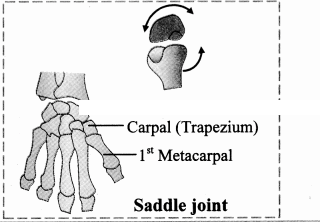 Maharashtra Board Solutions Class 11-Biology: Chapter 16- Skeleton and Movement
