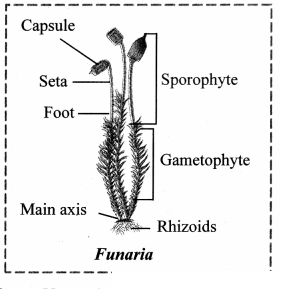 Maharashtra Board Solutions Class 11-Biology: Chapter 3- Kingdom Plantae Question 8.1