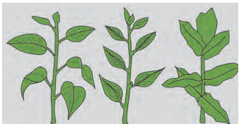 Maharashtra Board Solutions Class 11-Biology: Chapter 9- Morphology of Flowering Plants Question 4
