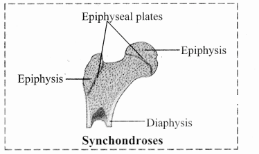 Maharashtra Board Solutions Class 11-Biology: Chapter 16- Skeleton and Movement