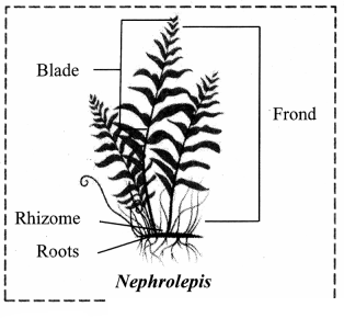 Maharashtra Board Solutions Class 11-Biology: Chapter 3- Kingdom Plantae Question 8.1